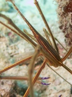 Yellowline Arrowcrab IMG 5210